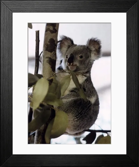 Framed Print : Koala Bear in tree circa 1995 Framed Print : Koala Bear in tree circa 1995