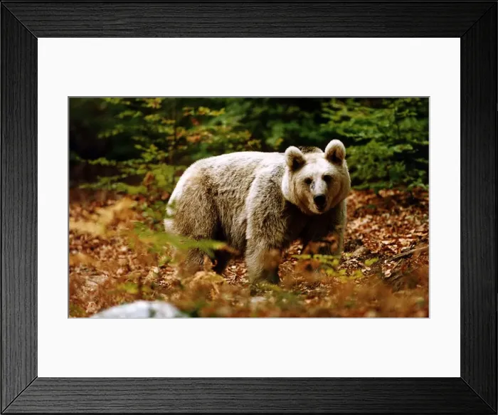 Framed Print : Animals Bear circa 1995 Framed Print : Animals Bear circa 1995