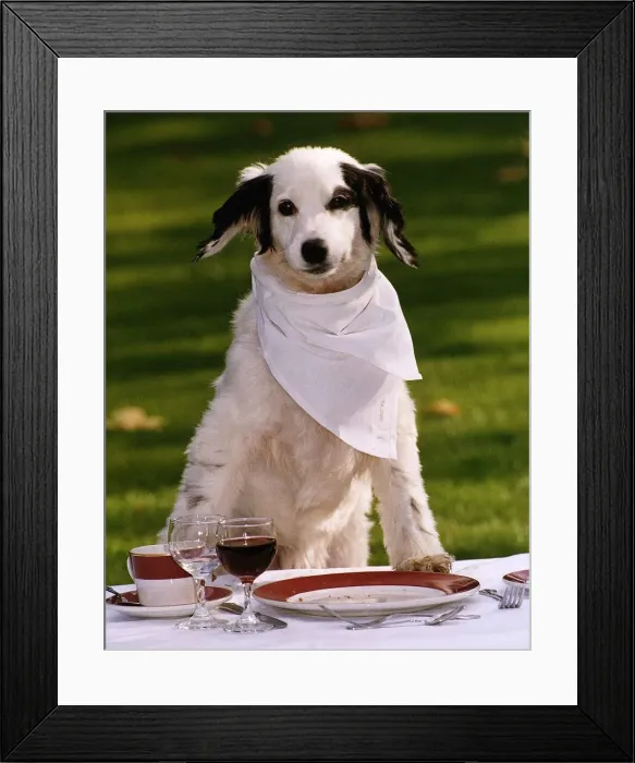 Framed Print : Animals Dogs Pet Slimmer of the Year Candy waiting for her winning dogs dinner Framed Print : Animals Dogs Pet Slimmer of the Year Candy waiting for her winning dogs dinner