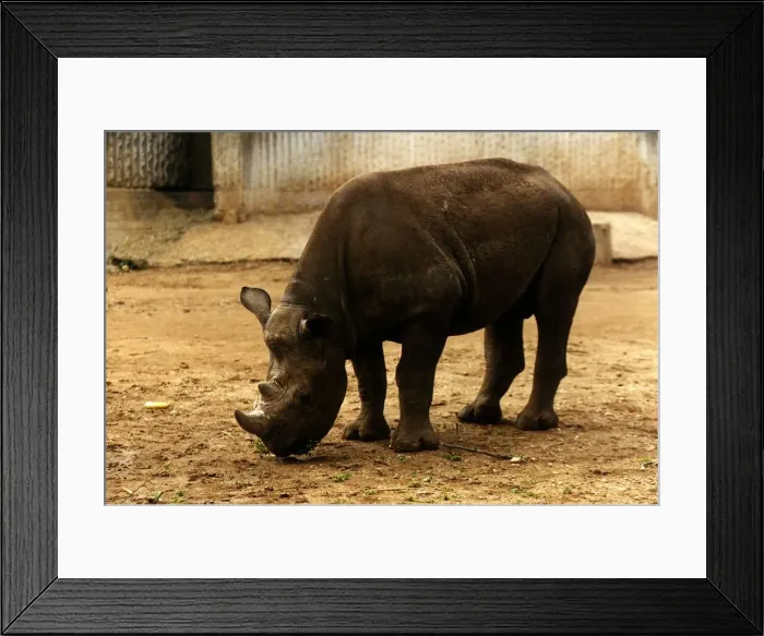 Framed Print : Animals Rhino circa 1991 Framed Print : Animals Rhino circa 1991
