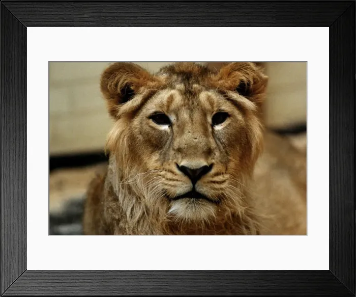 Framed Print : Lion - circa 1991 Framed Print : Lion - circa 1991