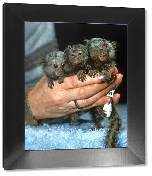 Baby Marmoset Triplets in womans hands Microchip