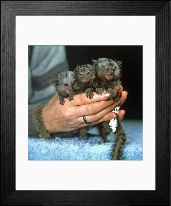 Framed Print : Baby Marmoset Triplets in womans hands Microchip Framed Print : Baby Marmoset Triplets in womans hands Microchip