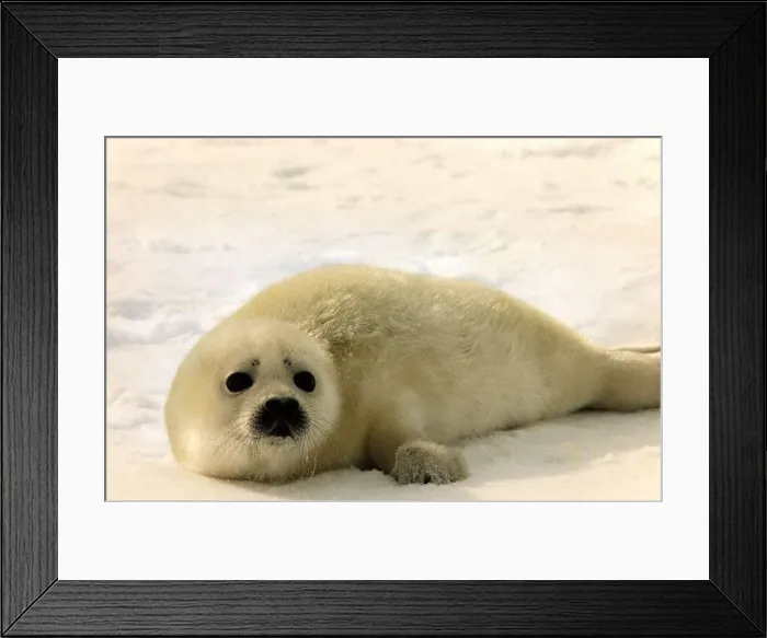 Framed Print : Seal pup lying on snow circa 1995