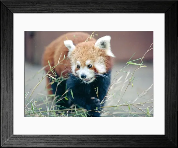 Framed Print : Red panda bear waking through bamboo circa 1985