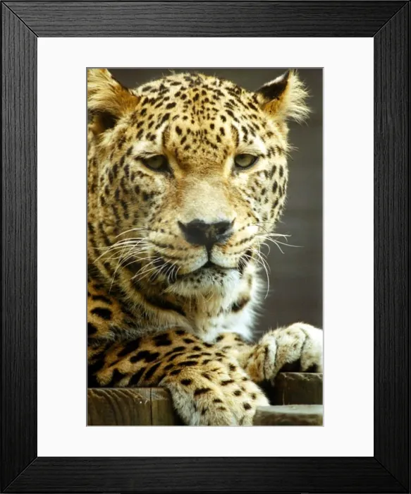 Framed Print : Depressed Leopard at London Zoo April 1991 Framed Print : Depressed Leopard at London Zoo April 1991