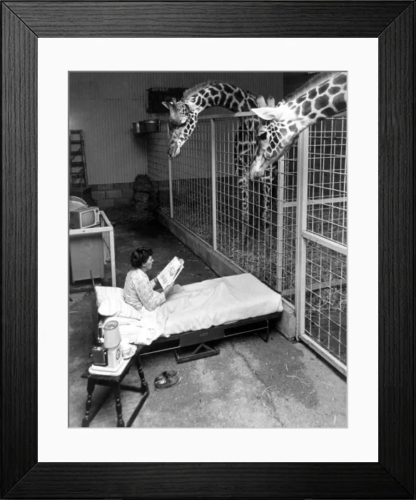 Framed Print : Head zoo-keeper Miss Irene Carley keeps an overnight watch on expectant mother Sorbo