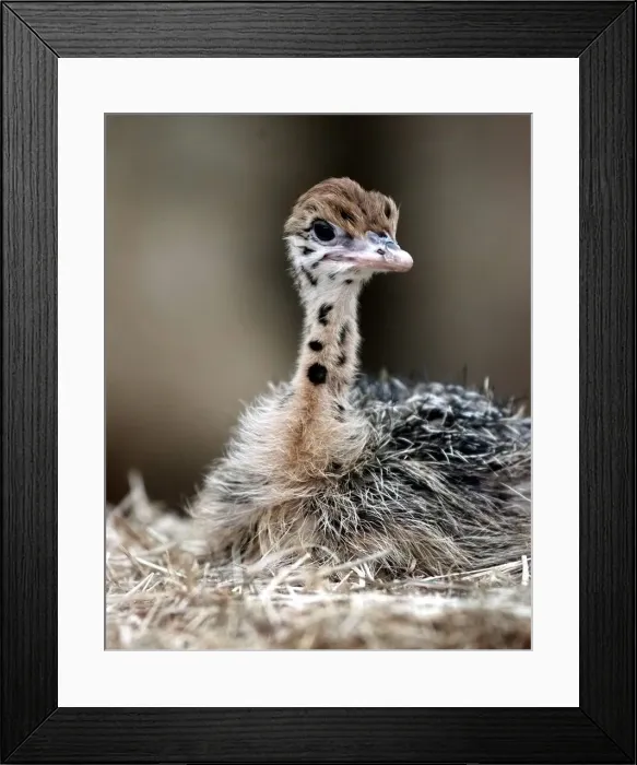 Framed Print : The baby Ostrich at the West Midland Safri Park. 1998 Framed Print : The baby Ostrich at the West Midland Safri Park. 1998