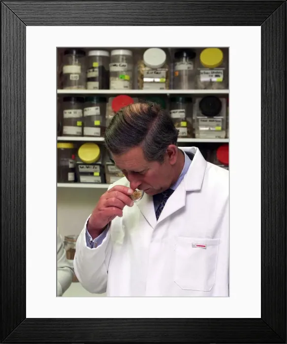 Framed Print : Prince Charles makes Herbal Medicine at University of Westminster. Wearing lab coat Framed Print : Prince Charles makes Herbal Medicine at University of Westminster. Wearing lab coat