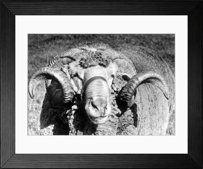 Framed Print : A ram pictured at the Royal Show, Stoneleigh, Warwickshire. 14th June 1988 Framed Print : A ram pictured at the Royal Show, Stoneleigh, Warwickshire. 14th June 1988