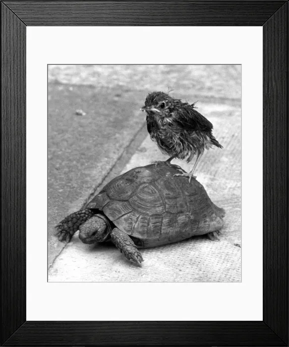Framed Print : Ben the tortoise and a rescued thrush, who have made firm friends at the Fee family home
