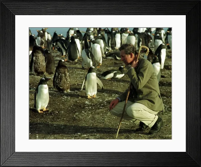 Framed Print : Prince Charles kneels on Seal Island in March 1999 in the Falklands with