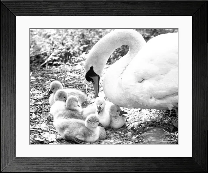 Framed Print : Swan and cygnets 17th May 1982 Framed Print : Swan and cygnets 17th May 1982