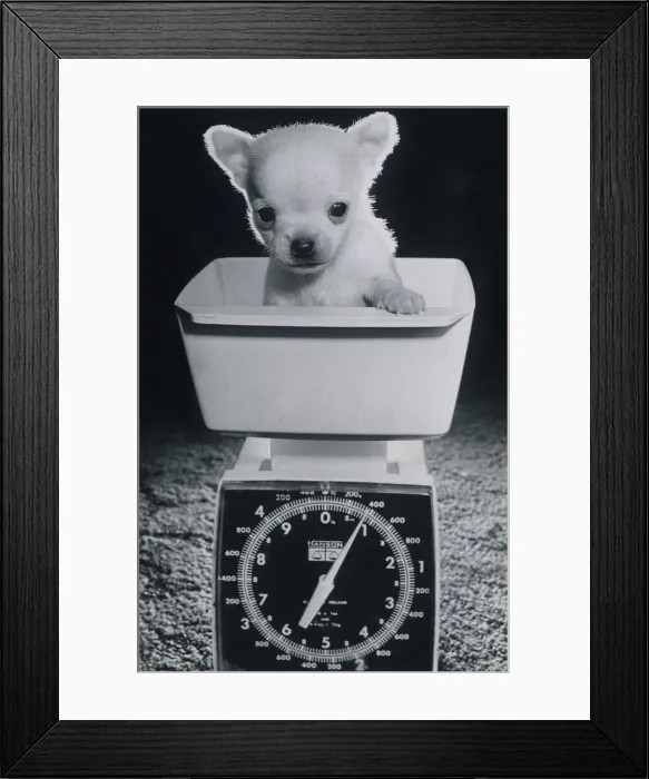 Framed Print : This 5-week-old chihuahua pup called Tiny Tim only weighed one