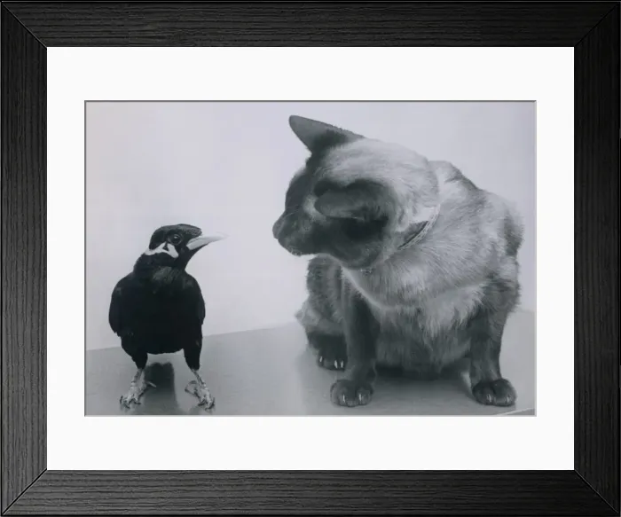 Framed Print : Charlie Boy, the mynah bird chats to Chamois the siamese cat. 29th January 1977 Framed Print : Charlie Boy, the mynah bird chats to Chamois the siamese cat. 29th January 1977