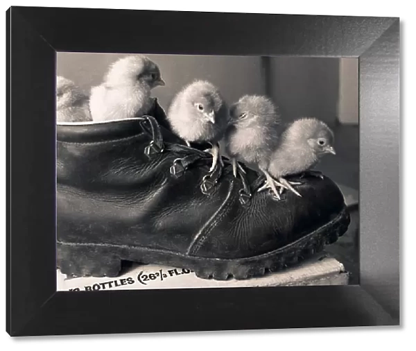Chicks in a boot @ Meadow Rise Farm, Corley, Coventry. 17th March 1978