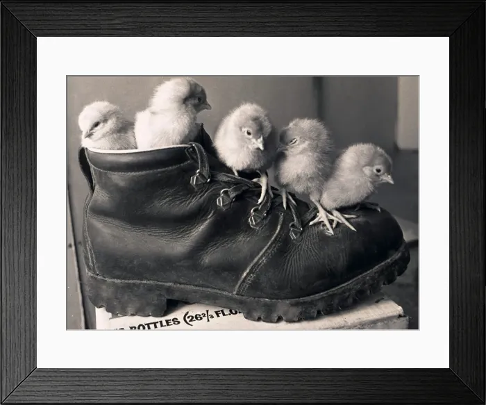 Framed Print : Chicks in a boot @ Meadow Rise Farm, Corley, Coventry. 17th March 1978 Framed Print : Chicks in a boot @ Meadow Rise Farm, Corley, Coventry. 17th March 1978