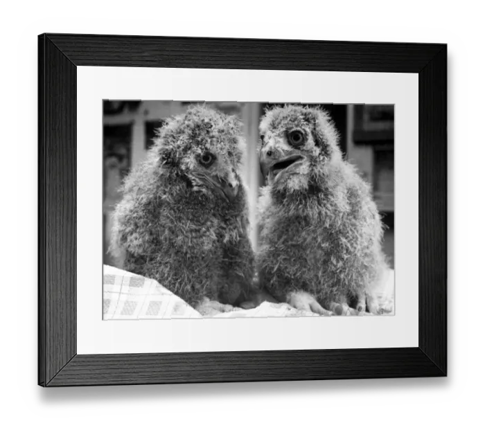 Framed Print : Three-week-old eagle owl chicks called Sally & Ros at Guilsborough Bird & Pet Park Framed Print : Three-week-old eagle owl chicks called Sally & Ros at Guilsborough Bird & Pet Park