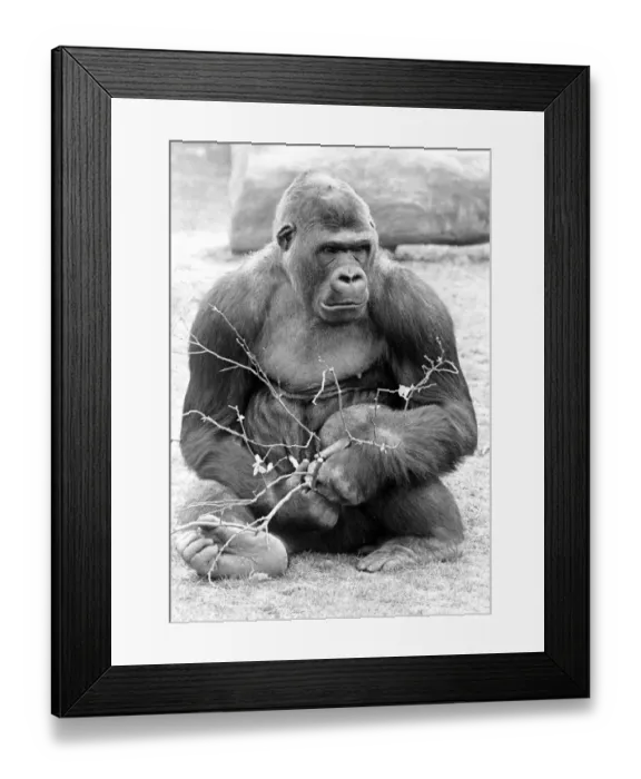 Framed Print : A gorilla pictured at Twycross Zoo, Warwickshire. 4th May 1984