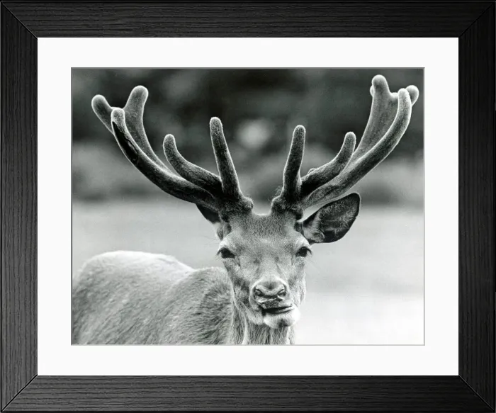 Framed Print : Reindeer. 11th July 1984 Framed Print : Reindeer. 11th July 1984
