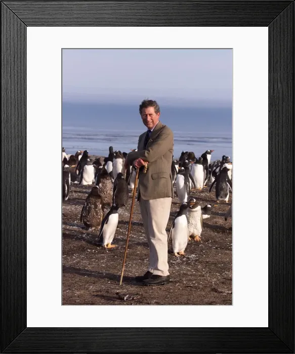 Framed Print : Prince Charles on Sea Lion Island, March 1999 In The Falklands with the Penguins