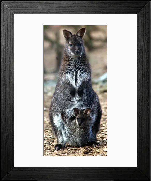 Framed Print : A new arrival at the Nature Centre in Birmingham. Still to leave her mother