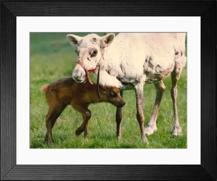 Framed Print : A reindeer with her mother at Yarrow, Kielder Water Framed Print : A reindeer with her mother at Yarrow, Kielder Water