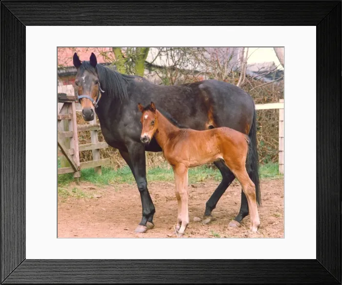 Framed Print : A horse with her foal Framed Print : A horse with her foal