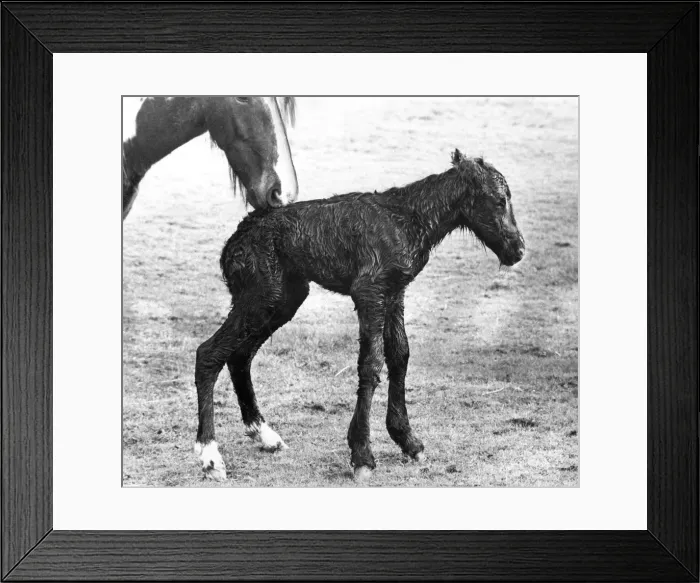 Framed Print : With its mother in attendance the minutes old foal manages to stand Framed Print : With its mother in attendance the minutes old foal manages to stand