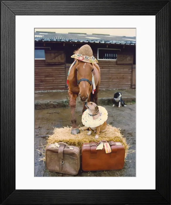 Framed Print : A horse with his dog friend at a horse holiday camp Framed Print : A horse with his dog friend at a horse holiday camp