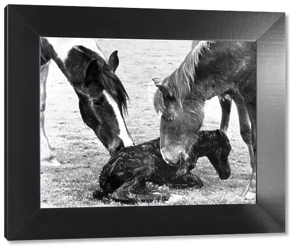 Mother and friend greet the new foal