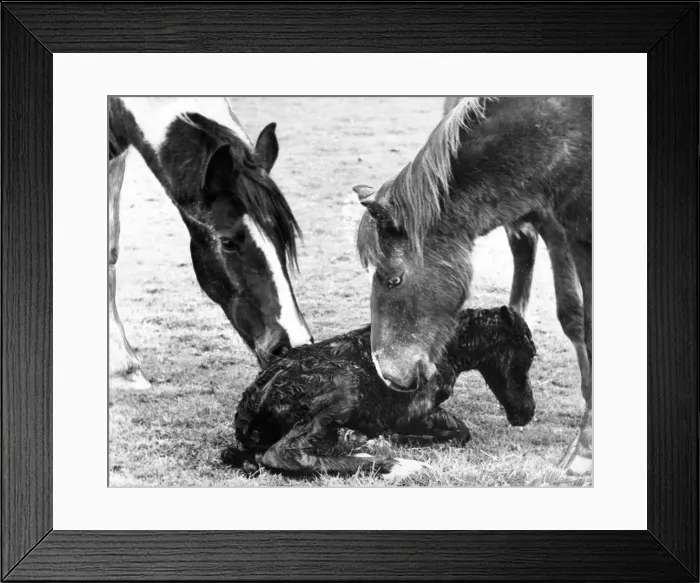 Framed Print : Mother and friend greet the new foal Framed Print : Mother and friend greet the new foal