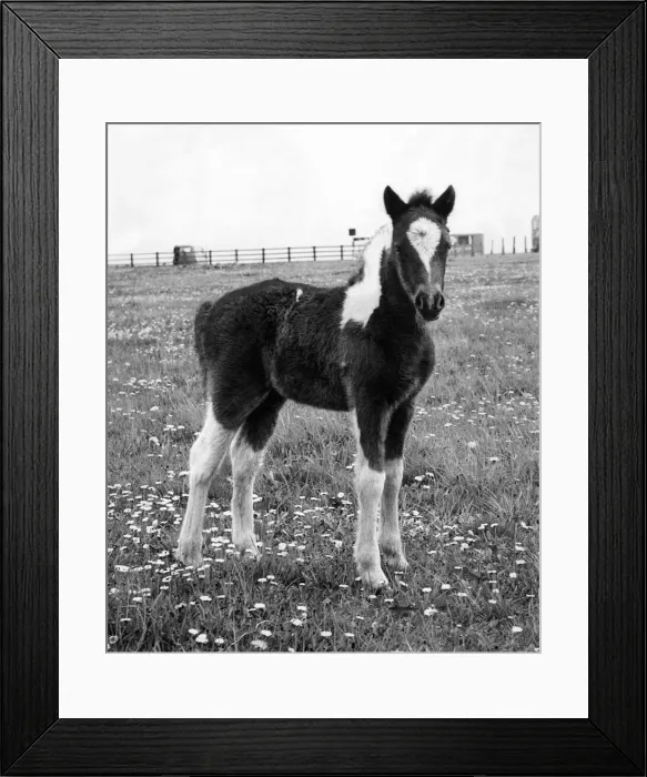 Framed Print : A two week old pony Framed Print : A two week old pony