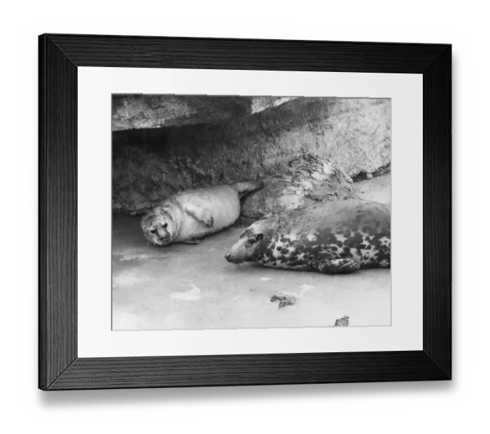 Framed Print : Millie the grey seal shows off her young pup at London Zoo Framed Print : Millie the grey seal shows off her young pup at London Zoo