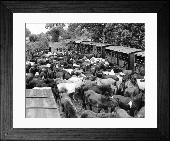 Framed Print : These Shetland ponies at Wollsingtham leave the station to graze in the fields until they Framed Print : These Shetland ponies at Wollsingtham leave the station to graze in the fields until they