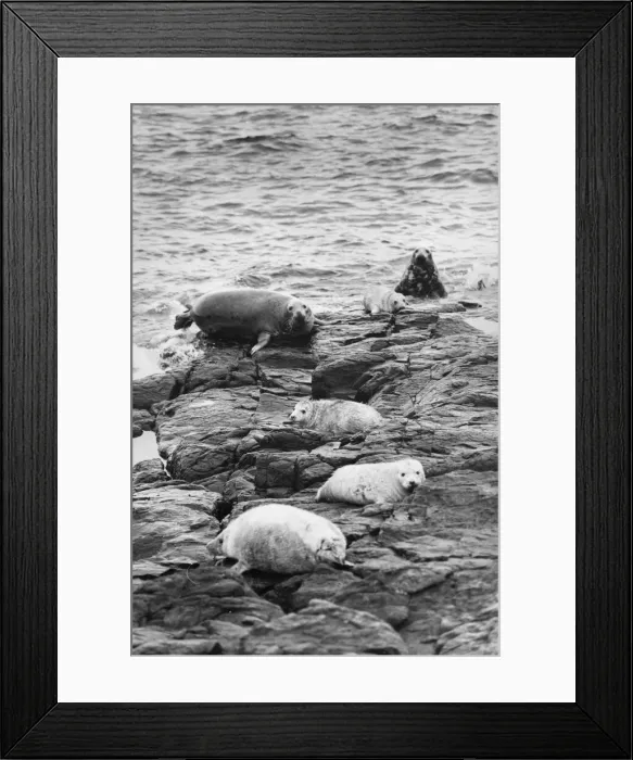 Framed Print : Seals basking on Brownsman Island Framed Print : Seals basking on Brownsman Island