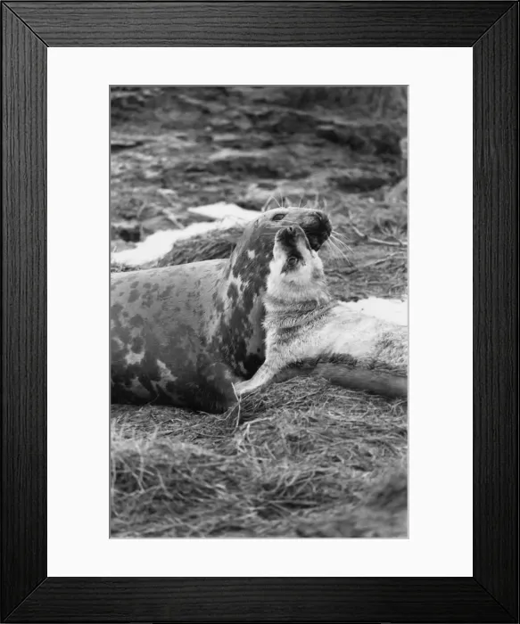 Framed Print : A seal cub with its mother Framed Print : A seal cub with its mother