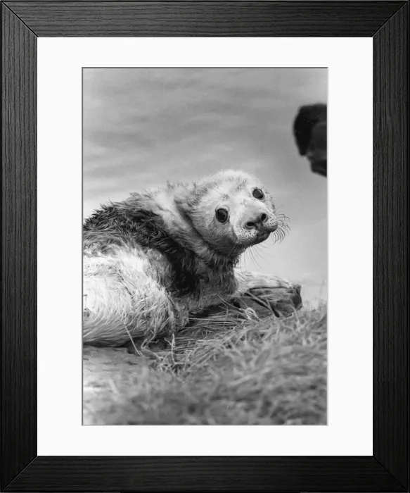 Framed Print : A lonely seal