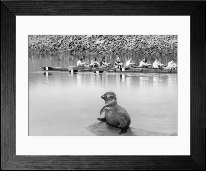 Framed Print : Its a hard life being a seal, watching the rowers hard at it Framed Print : Its a hard life being a seal, watching the rowers hard at it