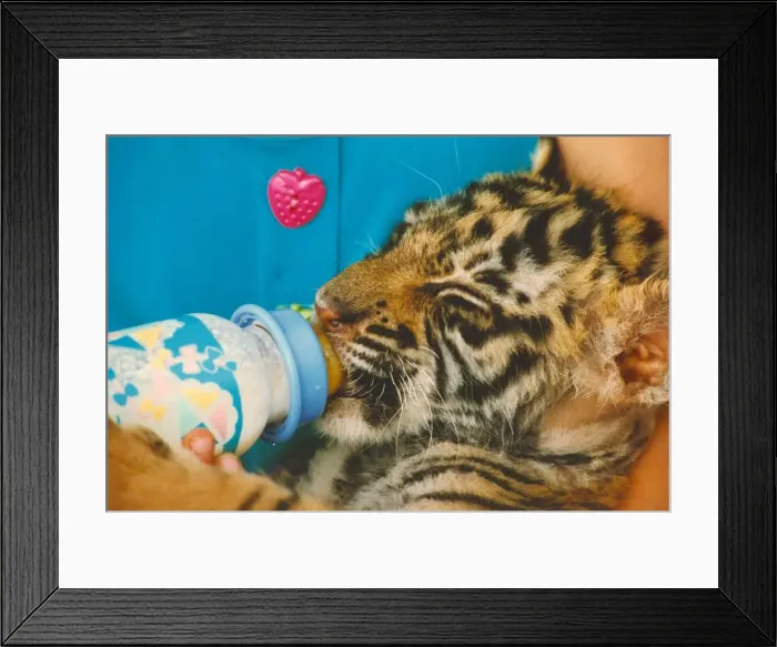 Framed Print : Poodle the tiger cub takes a well earned milk break from his exertions at the Circus Framed Print : Poodle the tiger cub takes a well earned milk break from his exertions at the Circus
