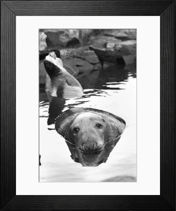 Framed Print : A huge bull seal relaxes in the water