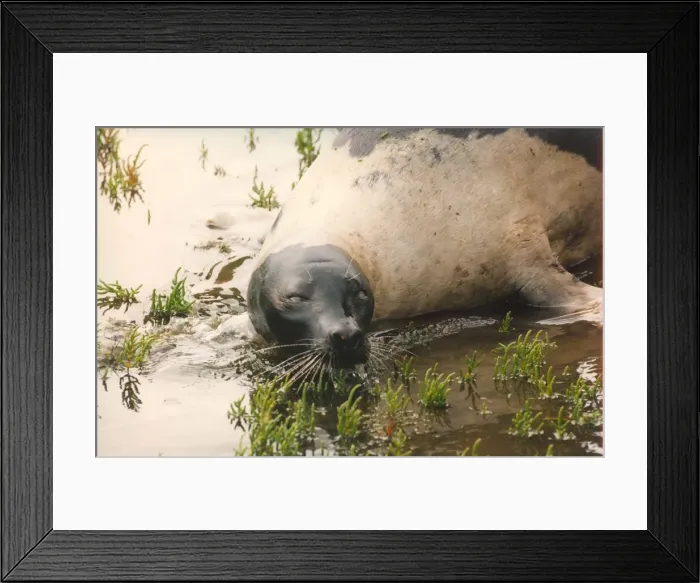 Framed Print : A rare harp seal enjoys the cool water Framed Print : A rare harp seal enjoys the cool water