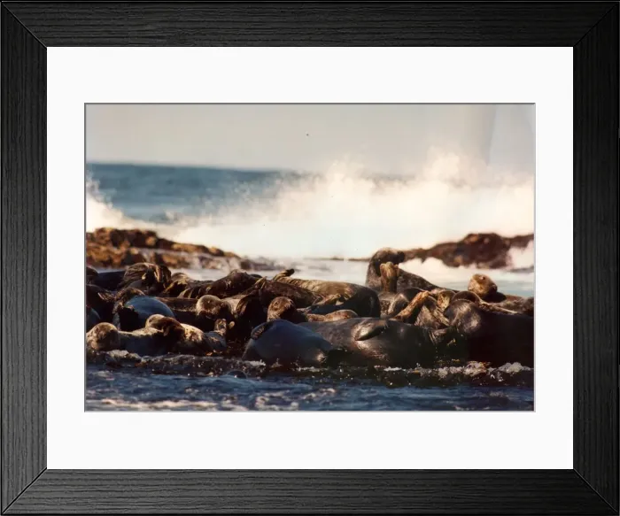 Framed Print : Seals splashing in the surf on the Farne Islands Framed Print : Seals splashing in the surf on the Farne Islands