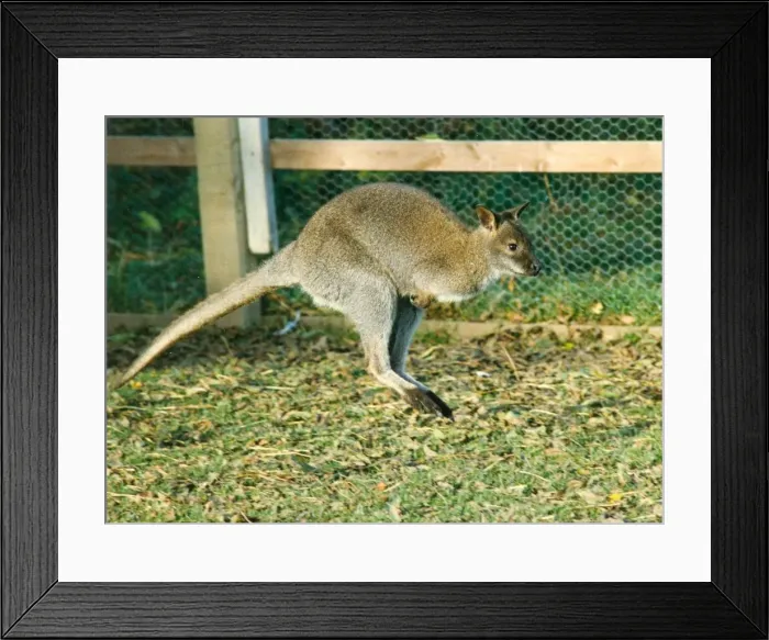Framed Print : A hopping wallaby Framed Print : A hopping wallaby