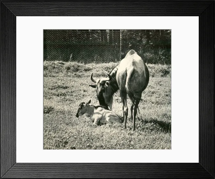 Framed Print : New born Willie the wildebeest with his mother at Lambton Lion Park, County Durham Framed Print : New born Willie the wildebeest with his mother at Lambton Lion Park, County Durham