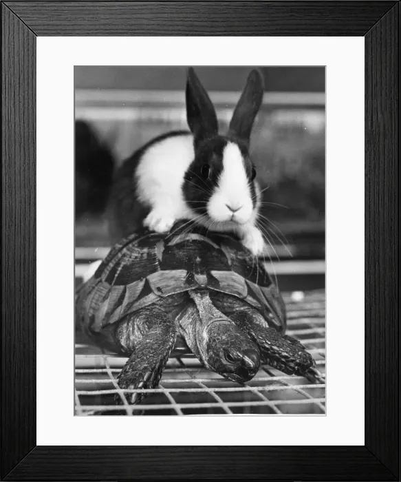 Framed Print : A tortoise and rabbit Framed Print : A tortoise and rabbit