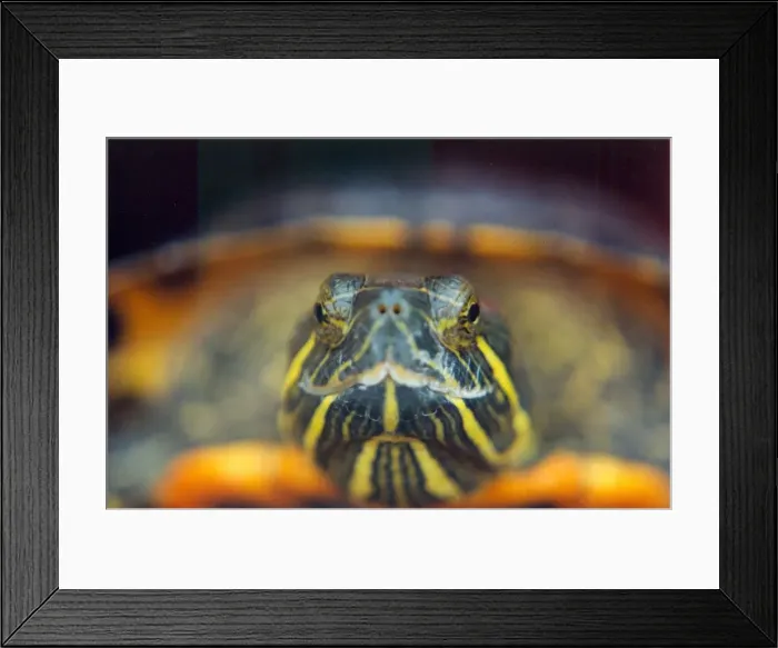Framed Print : A giant terrapin Framed Print : A giant terrapin