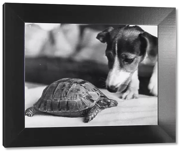 Speedy the tortoise gets his normal wake-up call from Mandy the Jack Russell