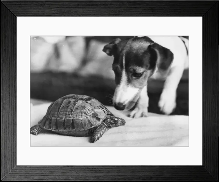 Framed Print : Speedy the tortoise gets his normal wake-up call from Mandy the Jack Russell Framed Print : Speedy the tortoise gets his normal wake-up call from Mandy the Jack Russell