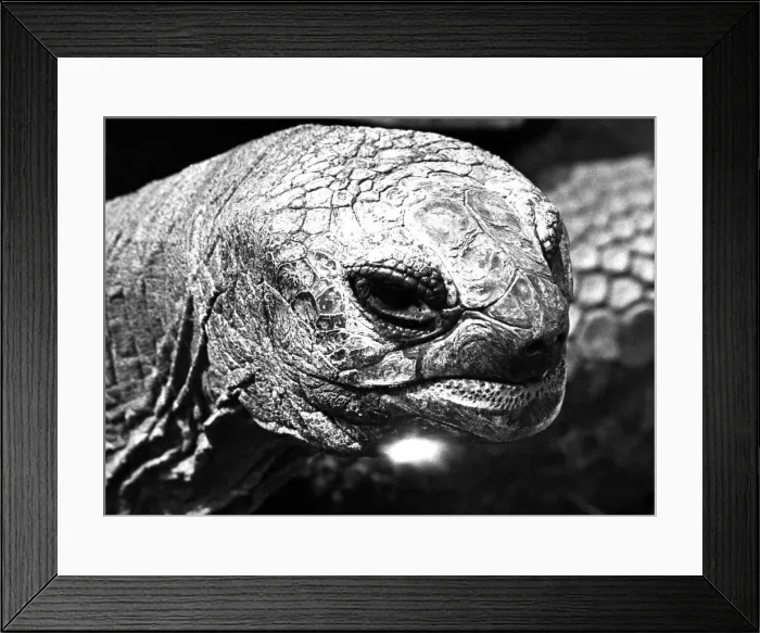 Framed Print : A close-up of a tortoise at Twycross zoo, Warwickshire. 14th June 1984 Framed Print : A close-up of a tortoise at Twycross zoo, Warwickshire. 14th June 1984